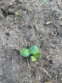 a small plant growing out of the dirt